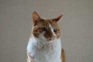 DSC07448