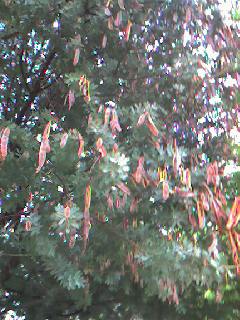 070619_1557~0002.jpg