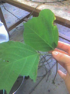 070620_1526~0001.jpg