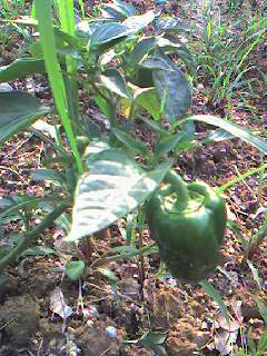 070626_1606~0001.jpg