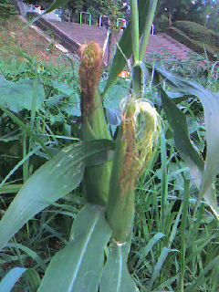 070626_1606~0003.jpg