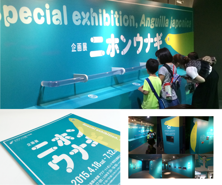 水辺の命に耳をすます:アクアトトぎふ ニホンウナギ展